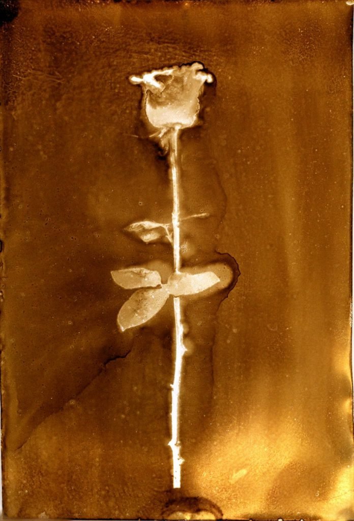 Heliographie, Seven Roses for M., 2019 20x27cm Metal Plate, Lavender Oil, Bitume de Judée