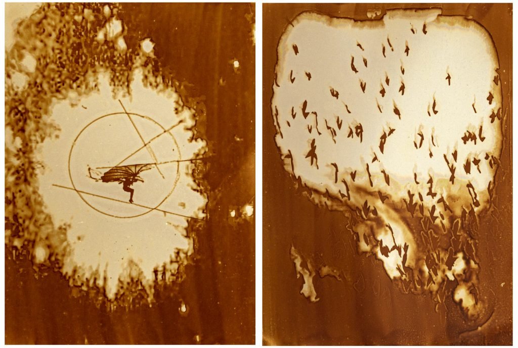 Heliographie, I-Bird, 2019 2x20x27cm (Passepartout 60x80cm) Metal Plate, Lavender Oil, Bitume de Judée