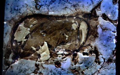 Wie ein Vogel und eine Spinne die wohl am längsten belichtete Fotografie der Welt schufen